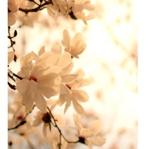 Meet your Posher, Ramla